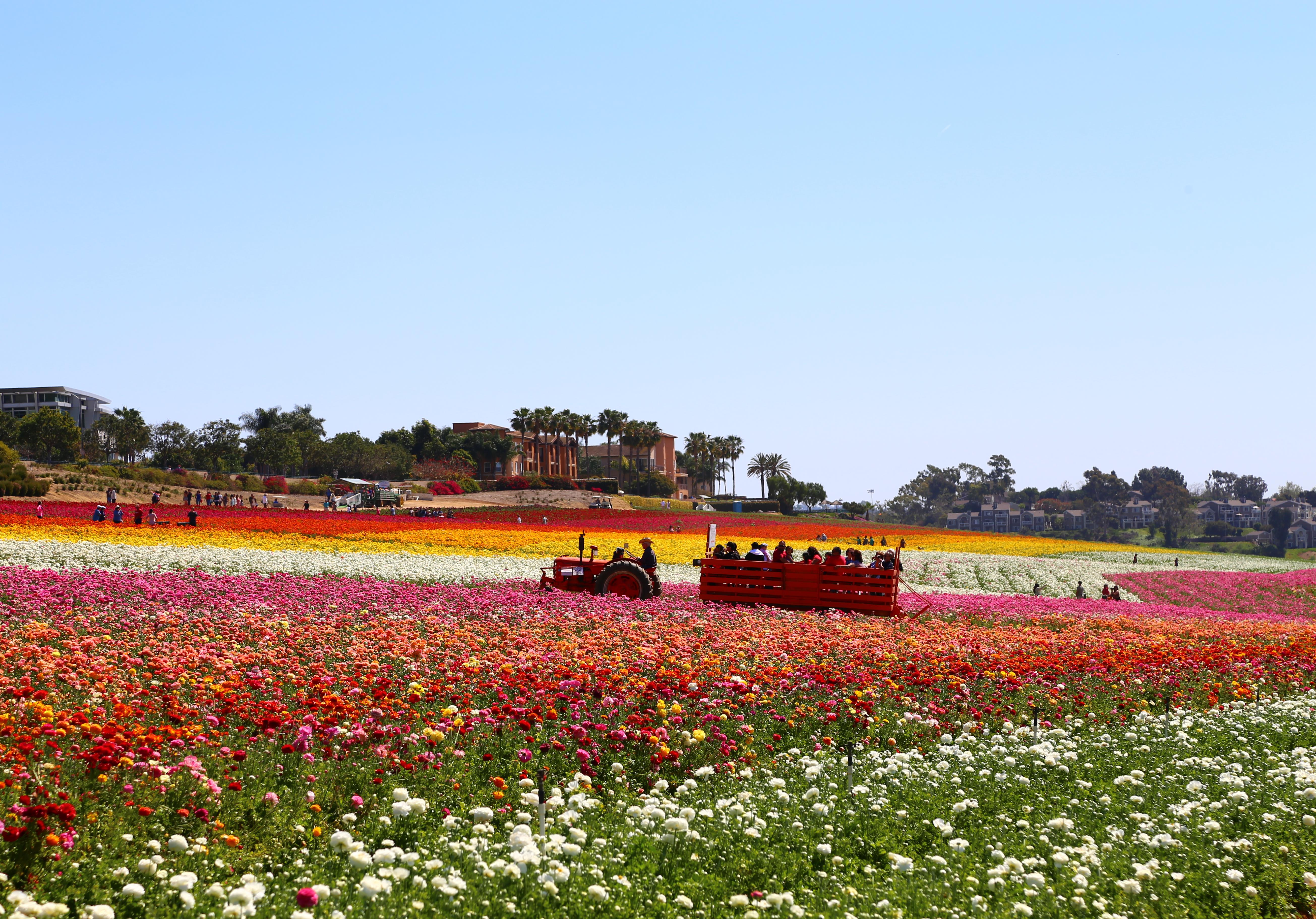 The Flower Fields Of Carlsbad California The Official Travel