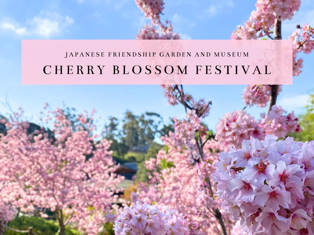 Cherry Blossom Festival The Official Travel Resource for the San