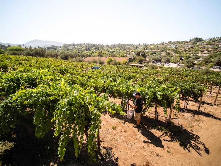 17 Outstanding San Diego-Area Wineries to Visit Right Now