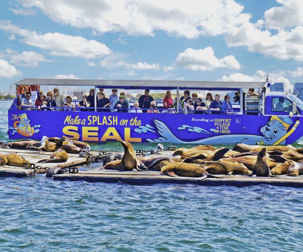 Seal Tours in San Diego