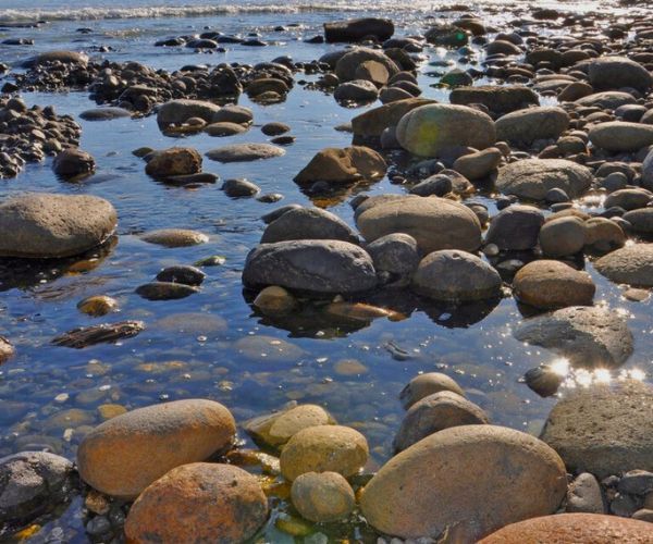 Tide Pools in San Diego