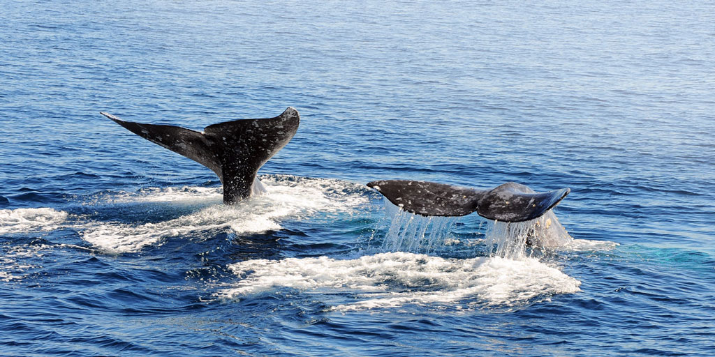 Book a Cabo Whale Watching Journey | LuxMex